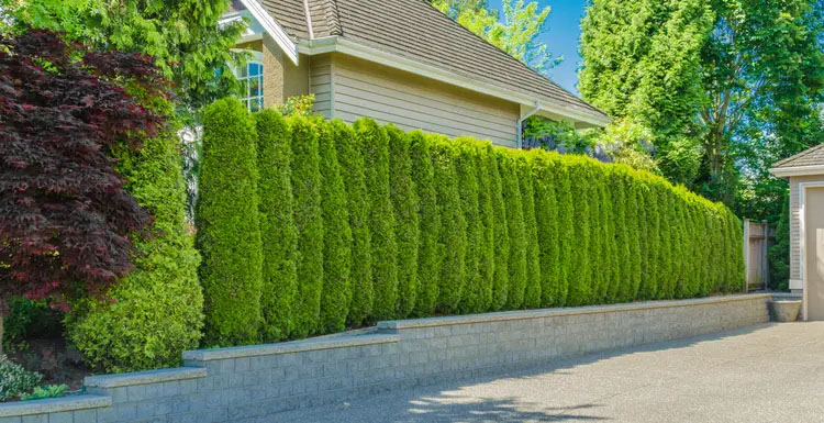 Plants That Create Privacy For You